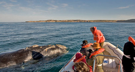 Patagonia Project